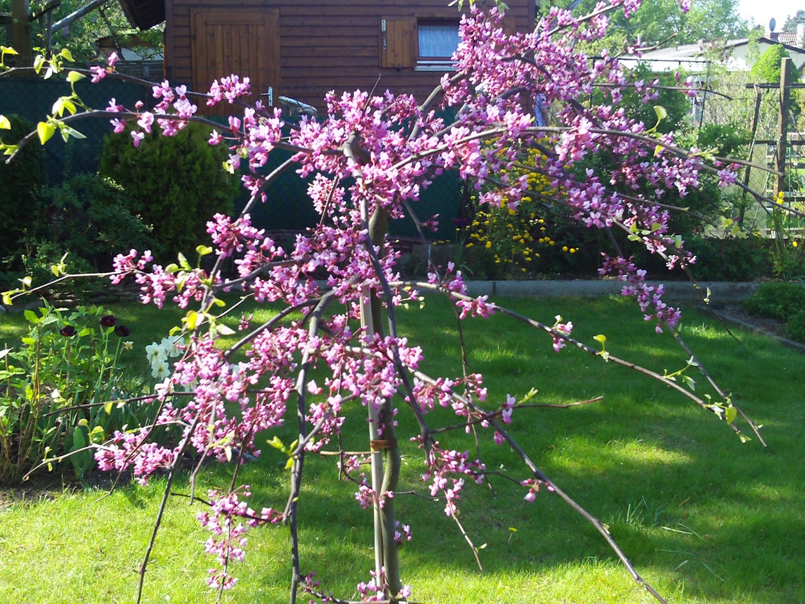 Cercis canadensis \